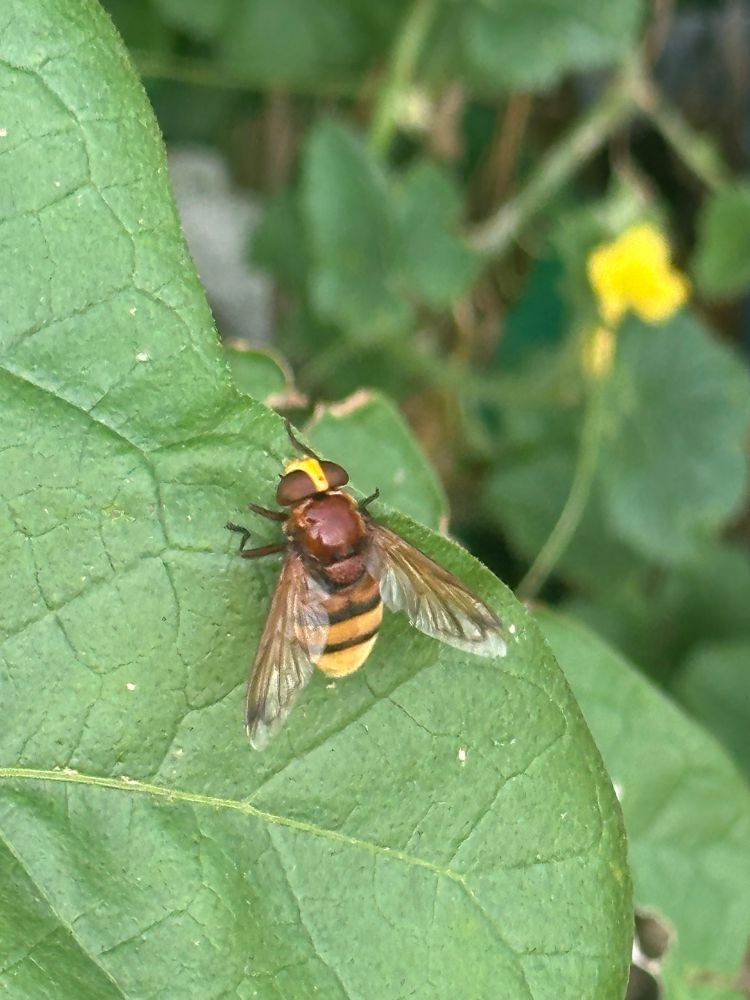 Eine Hornissenschwebfiege auf einem Auberginenblatt