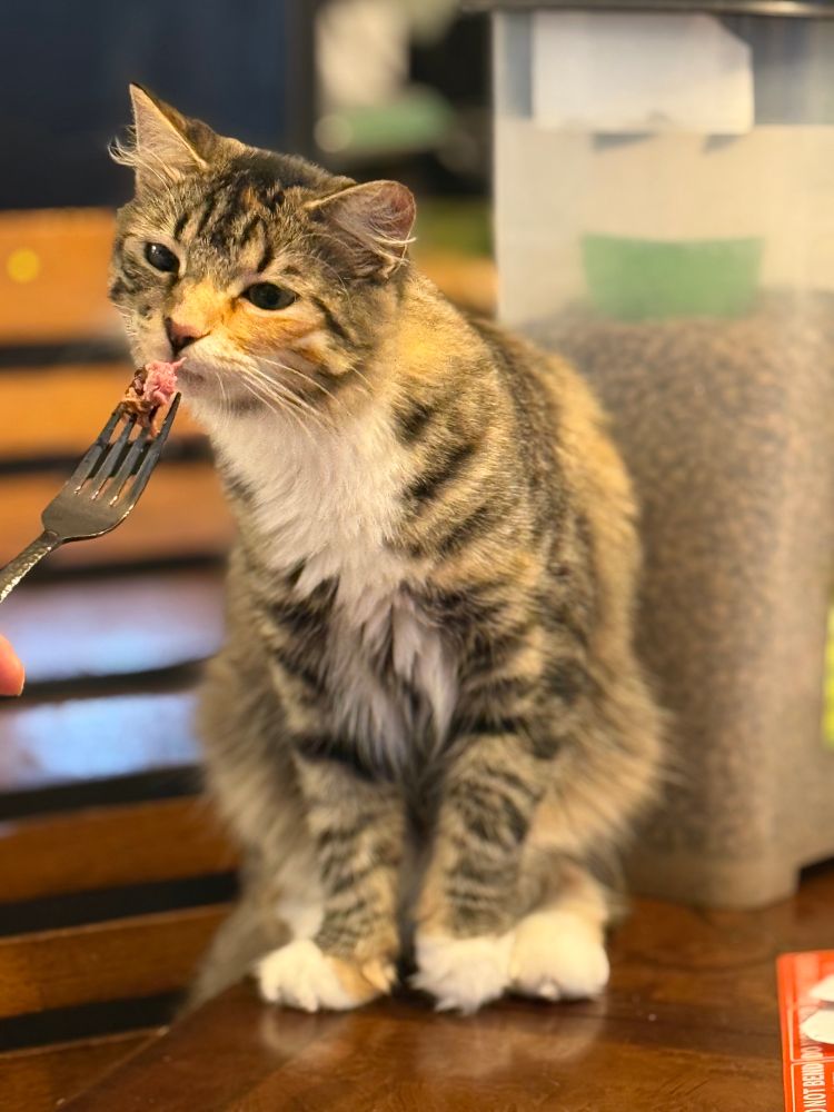 Soup sniffing my fork to see if she does, in fact, want my steak