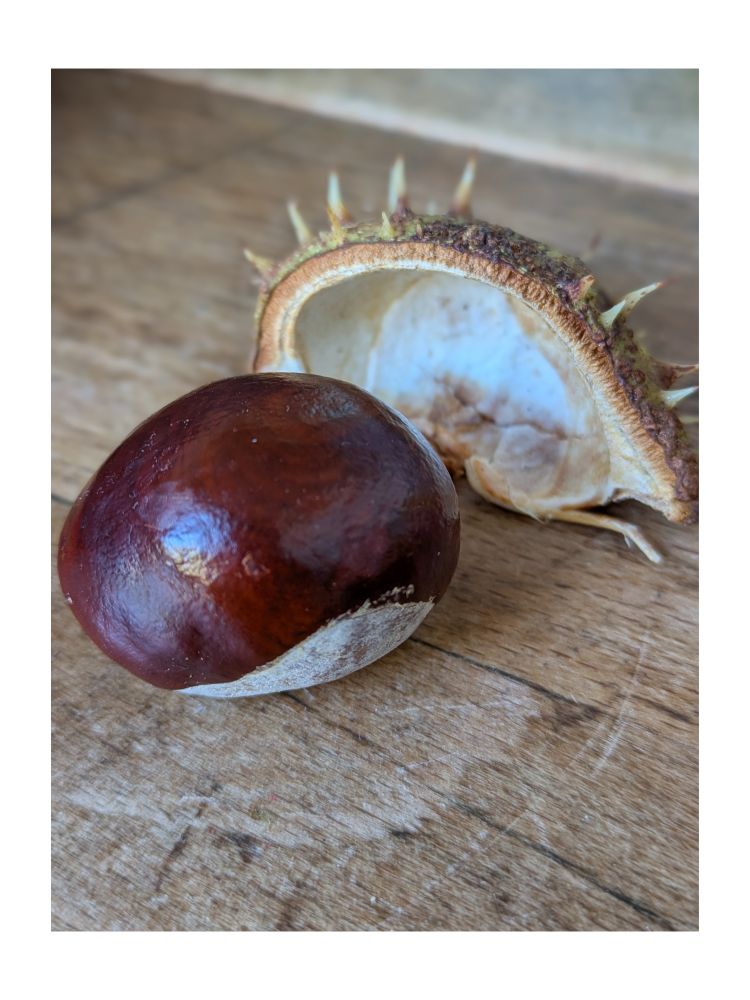 Frische Kastanien mit einem Teil der Schale, die wie eine Strandmuschel hinter ihr liegt. 
