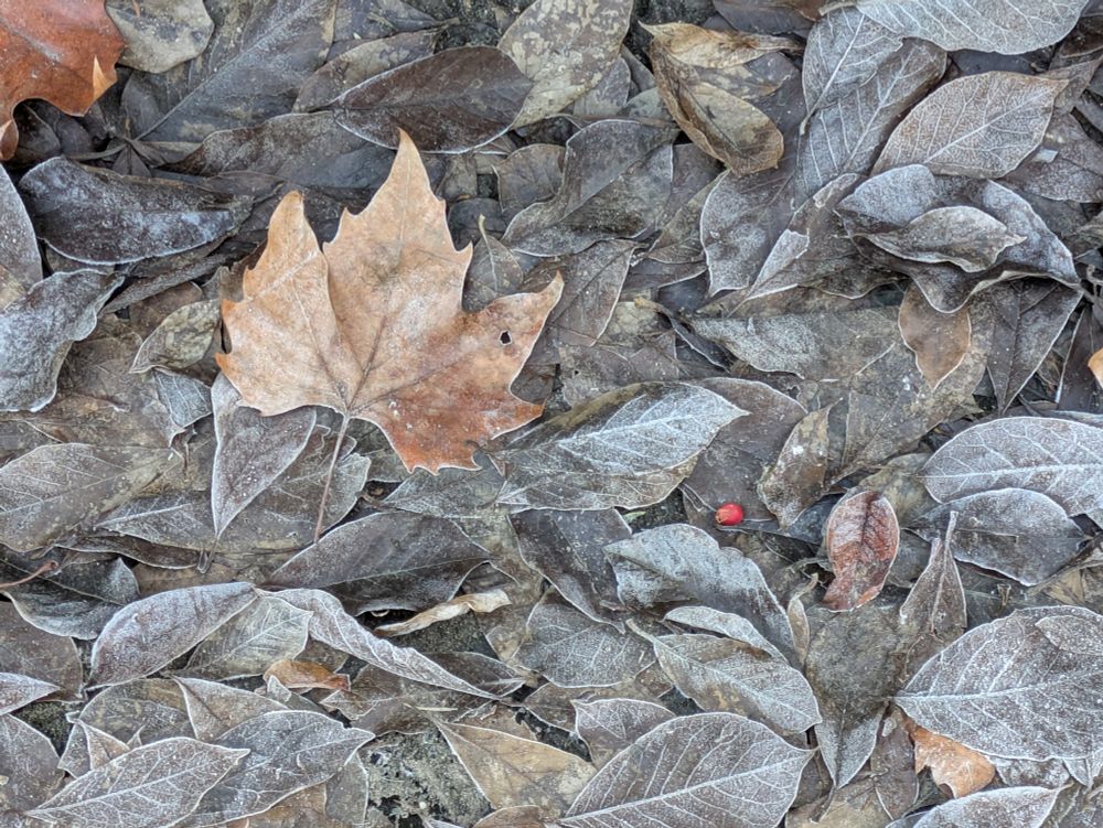 Gefrostetes Braunlaub, darunter ein helleres Ahornblatt und eine rote Beere. 