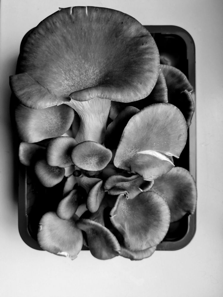 Austernpilze in einer Schale. 