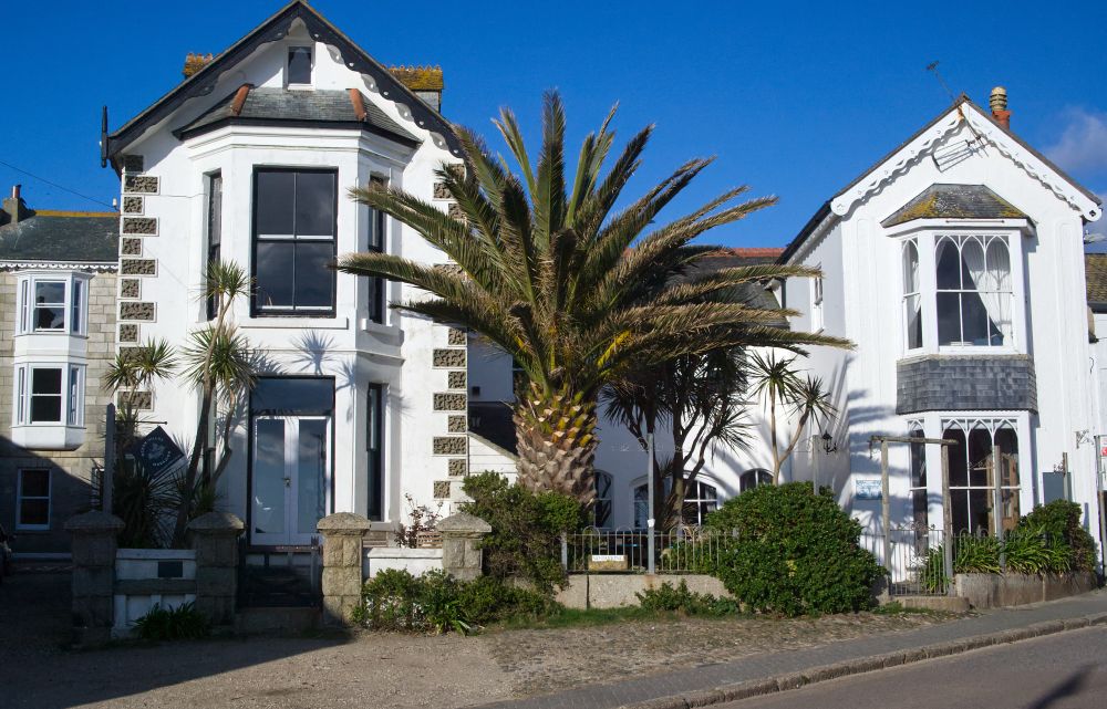 Photo of the fine Victorian houses in the middle of Marazion in Cornwall UK. Between the houses is an enormous Pine tree that looks like an enormous pineapple.