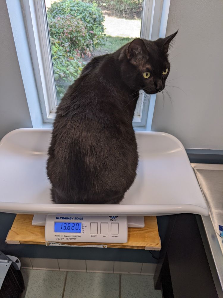 A black cat weighing in at 13.62 on the ULTRABABY scale