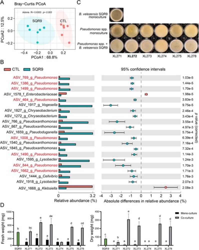 Bacillus velezensis stimulates resident rhizosphere Pseudomonas stutzeri for plant health through metabolic interactions