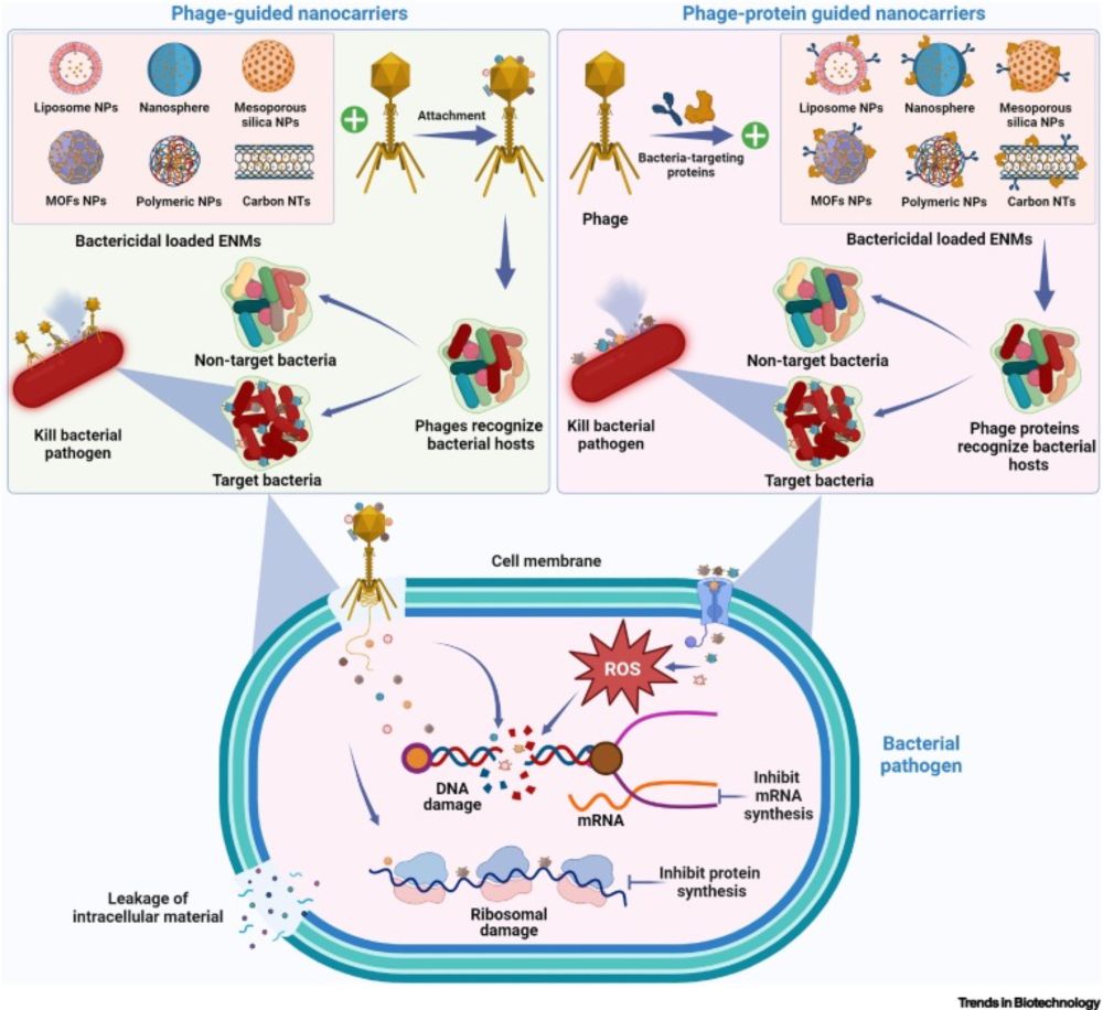 Phage-guided nanocarriers: a precision strategy against bacterial pathogens