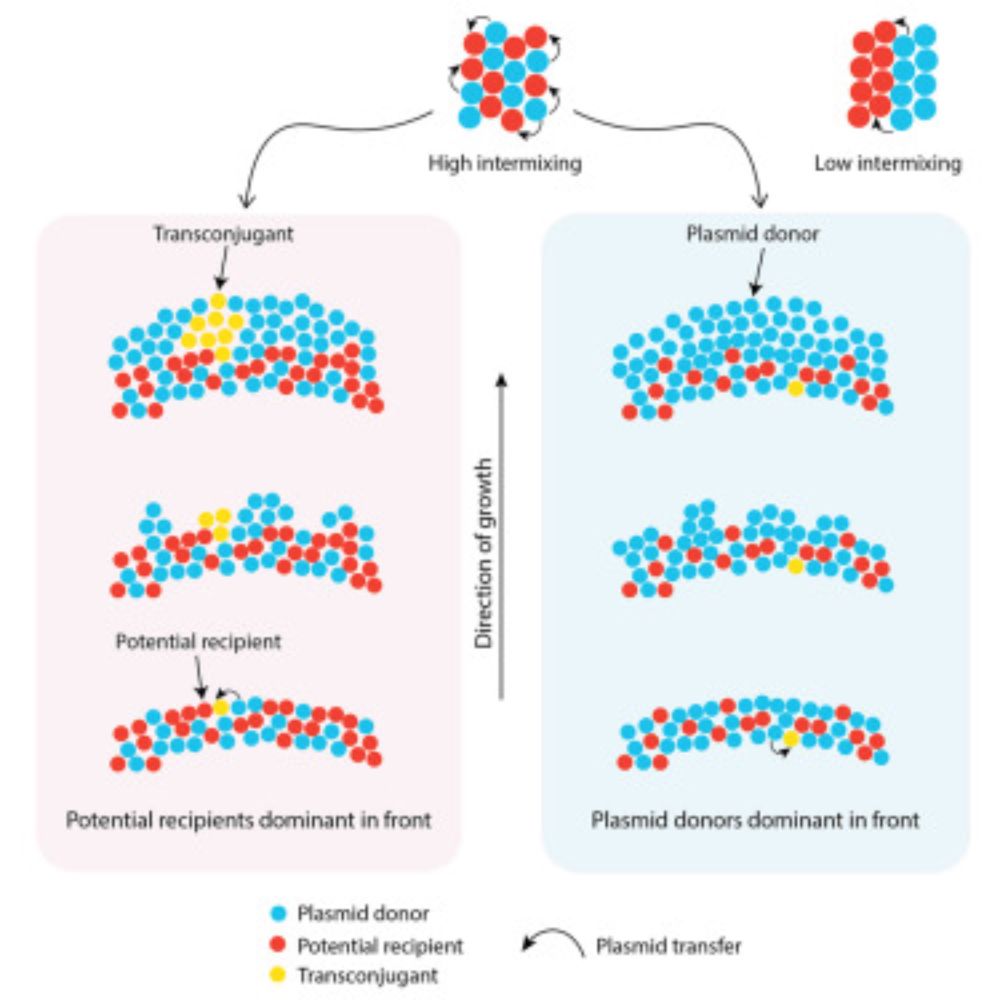 Metabolic interactions control the transfer and spread of plasmid-encoded antibiotic resistance during surface-associated microbial growth