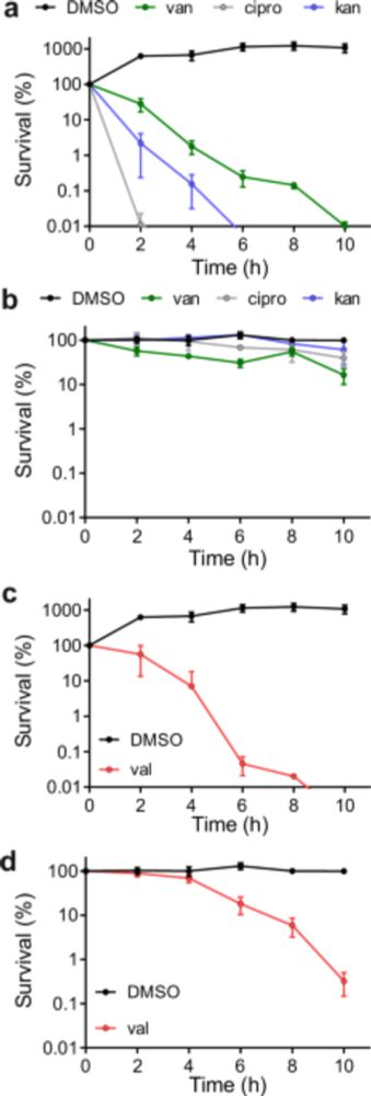 Membrane depolarization kills dormant Bacillus subtilis cells by generating a lethal dose of ROS - Nature Communications