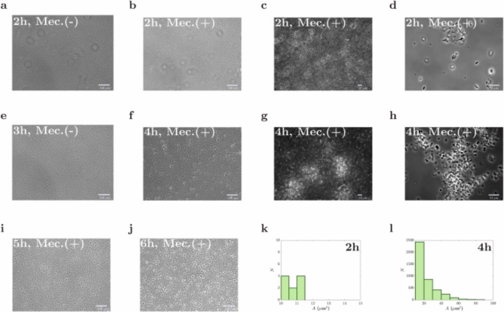 Bacterial aggregation triggered by low-level antibiotic-mediated lysis - npj Biofilms and Microbiomes