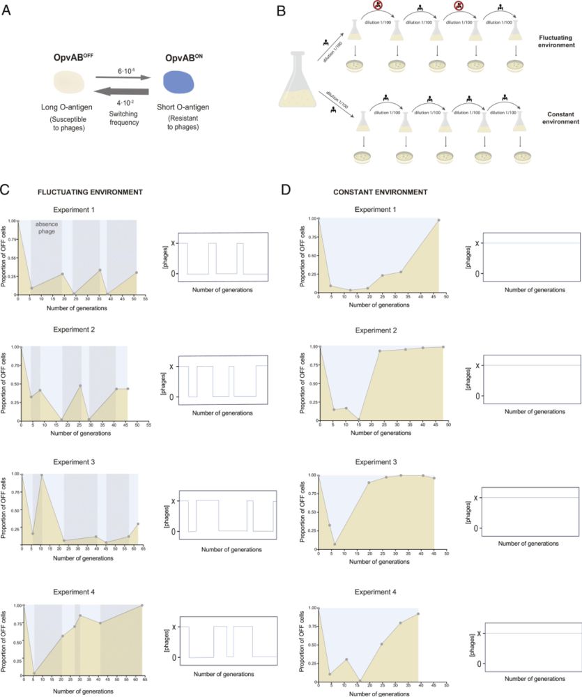 Evolution of a bistable genetic system in fluctuating and nonfluctuating environments | PNAS