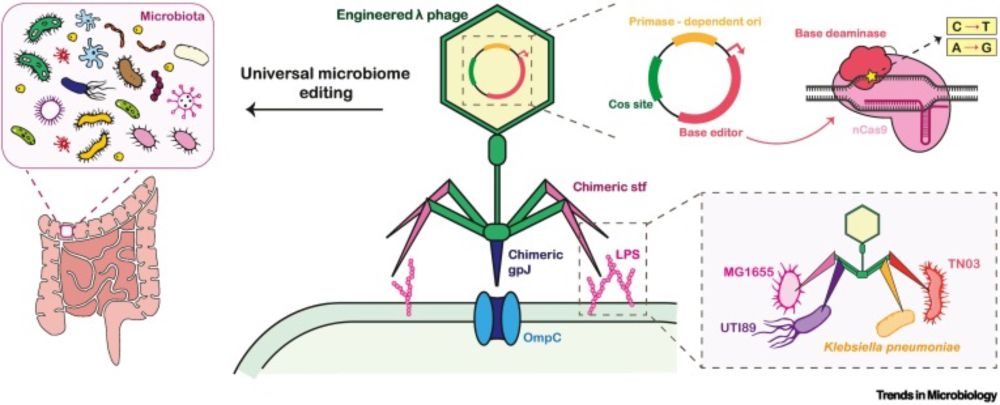 Phages to the rescue: in situ editing of the gut microbiota