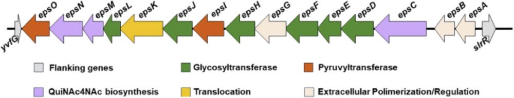 Bacillus subtilis EpsA-O: A novel exopolysaccharide structure acting as an efficient adhesive in biofilms - npj Biofilms and Microbiomes