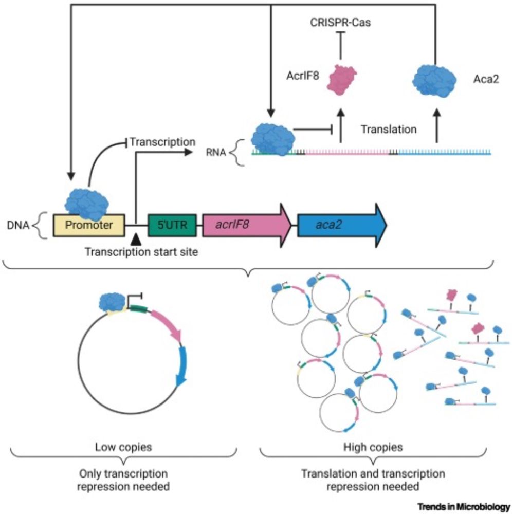 The double play of a phage HTH regulator