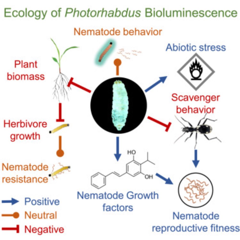 Bacterial bioluminescence is an important regulator of multitrophic interactions in the soil