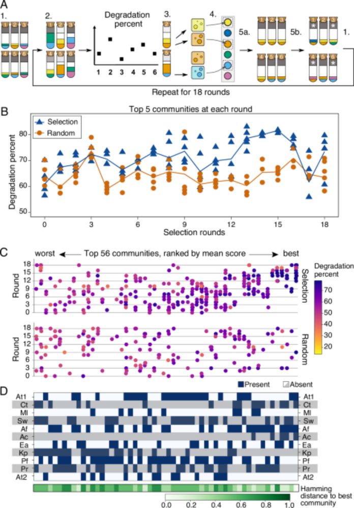 Artificial selection improves pollutant degradation by bacterial communities - Nature Communications