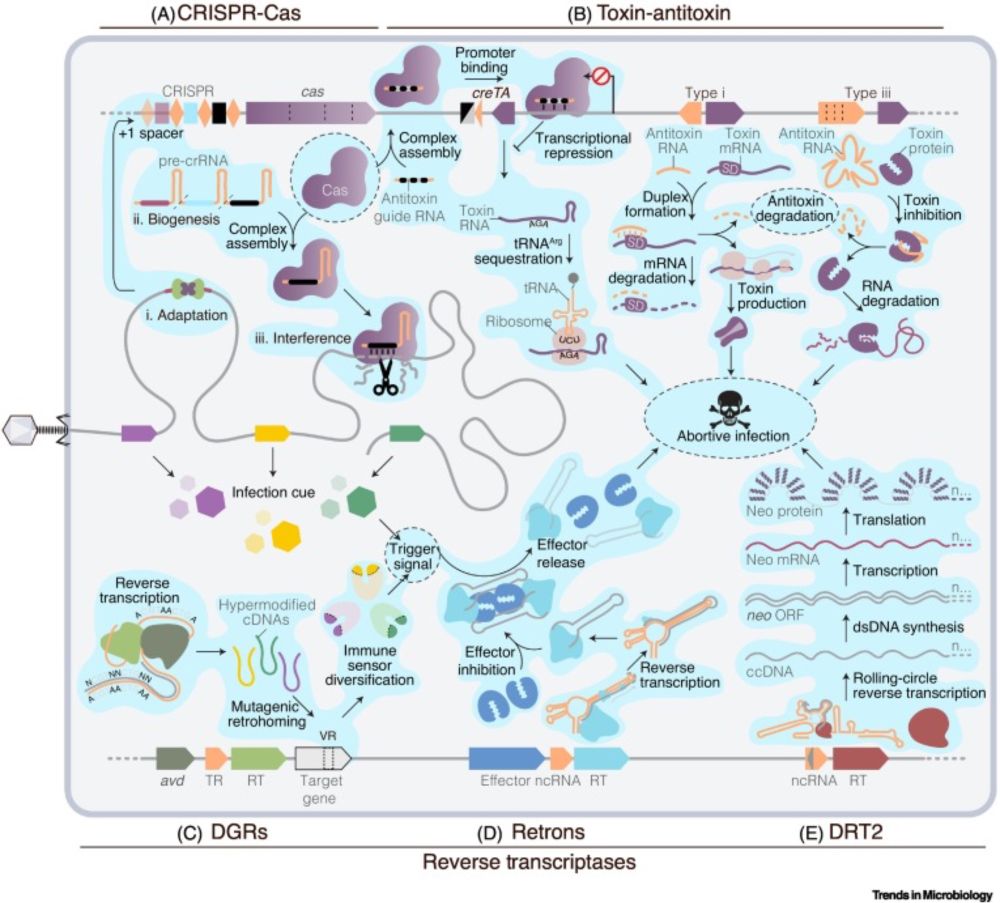 The role of noncoding RNAs in bacterial immunity