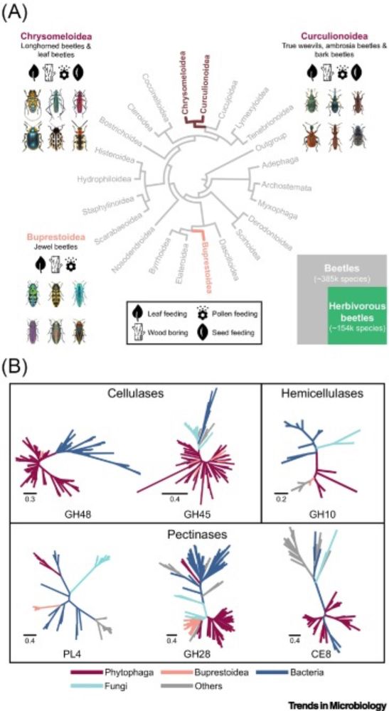 Microbial bases of herbivory in beetles