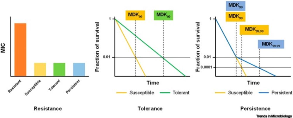 The role of cyclic nucleotides in bacterial antimicrobial resistance and tolerance