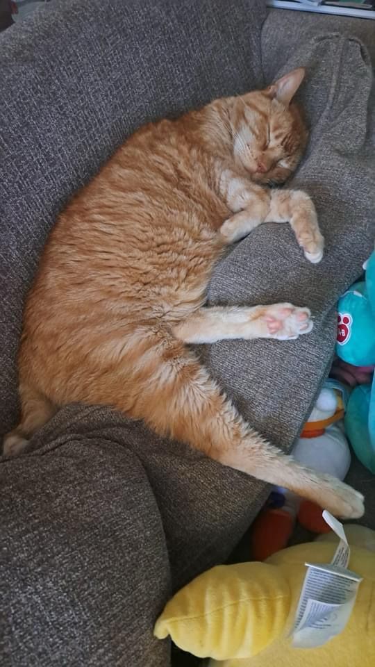 Willie curled up sleeping on the sofa. Good cat. Great cat.