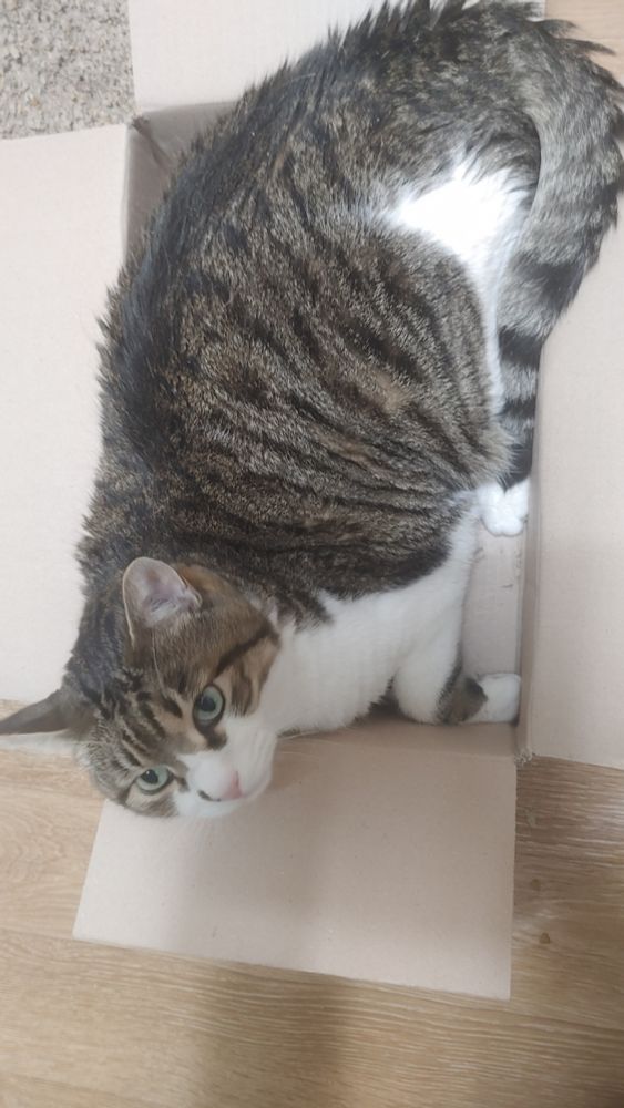 커다란 상자에 뚱뚱한 고양이가 들어가 있다. 고양이의 엉덩이 끝과 꼬리가 상자 밖으로 튀어나왔다