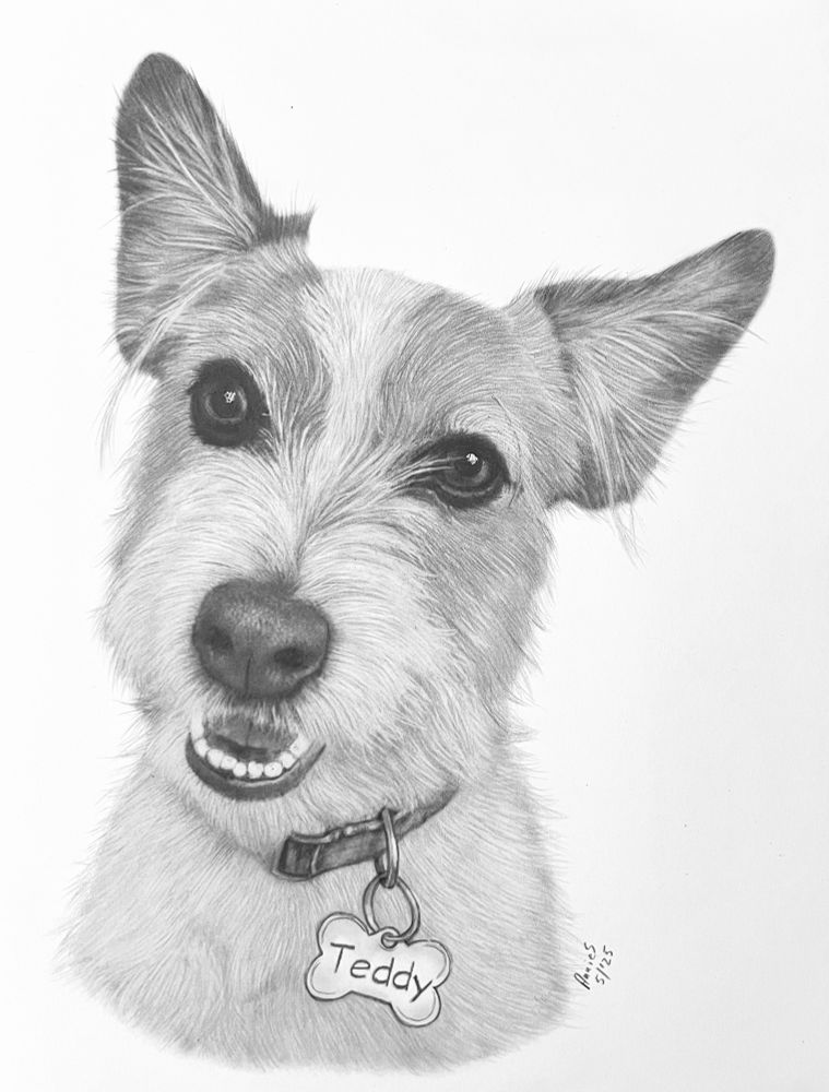 My detailed pencil sketch of a happy little dog with bright eyes, called Teddy 