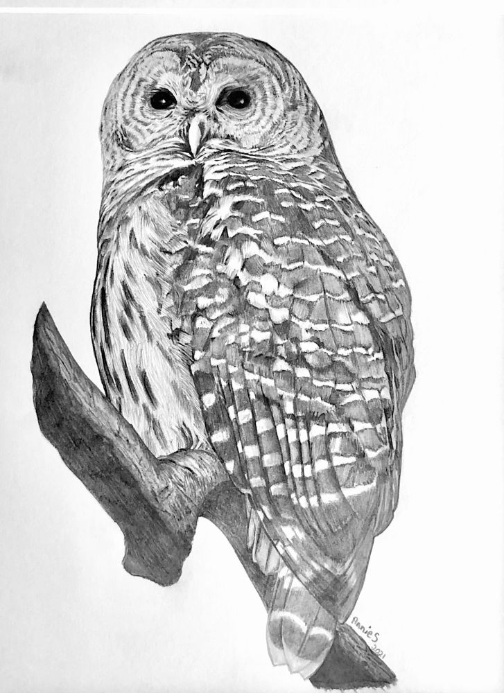 My detailed pencil sketch of an owl on a branch