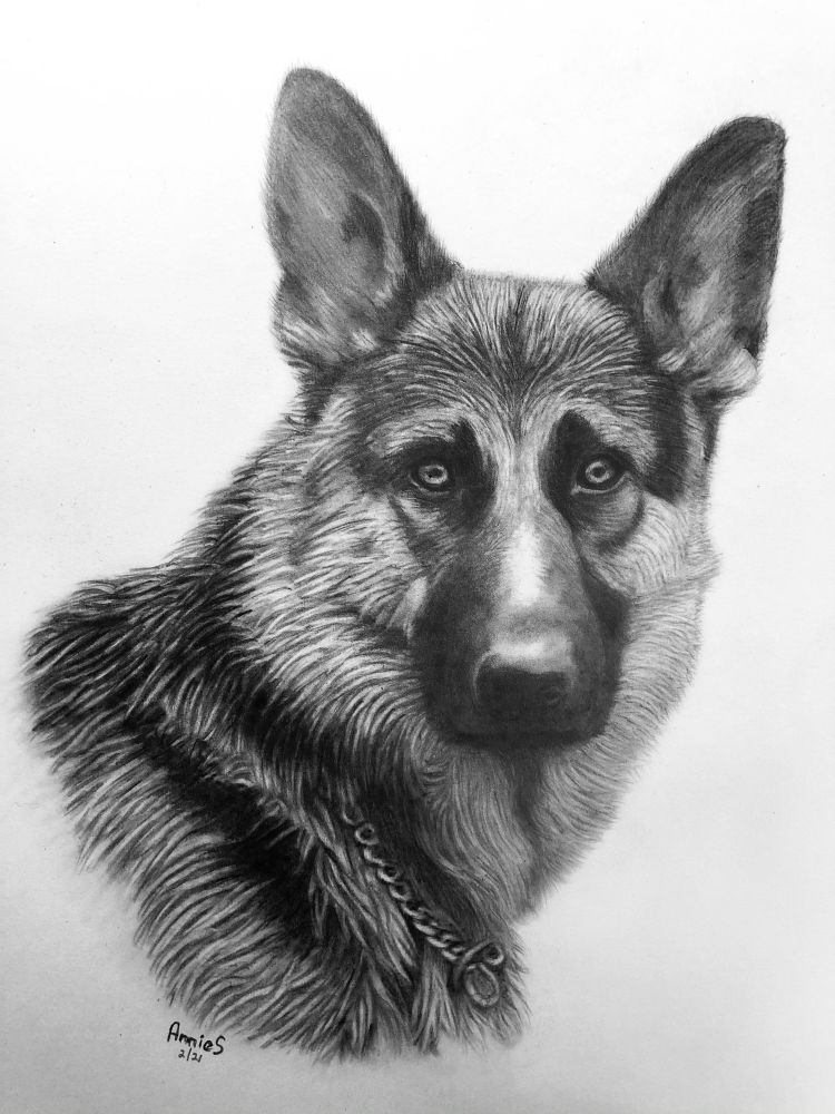 My detailed pencil sketch of President Biden’s dog
