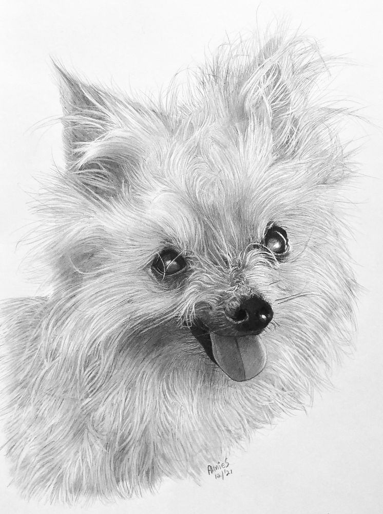 My detailed pencil sketch of my little Madeline with her tongue out - a mini yorkie