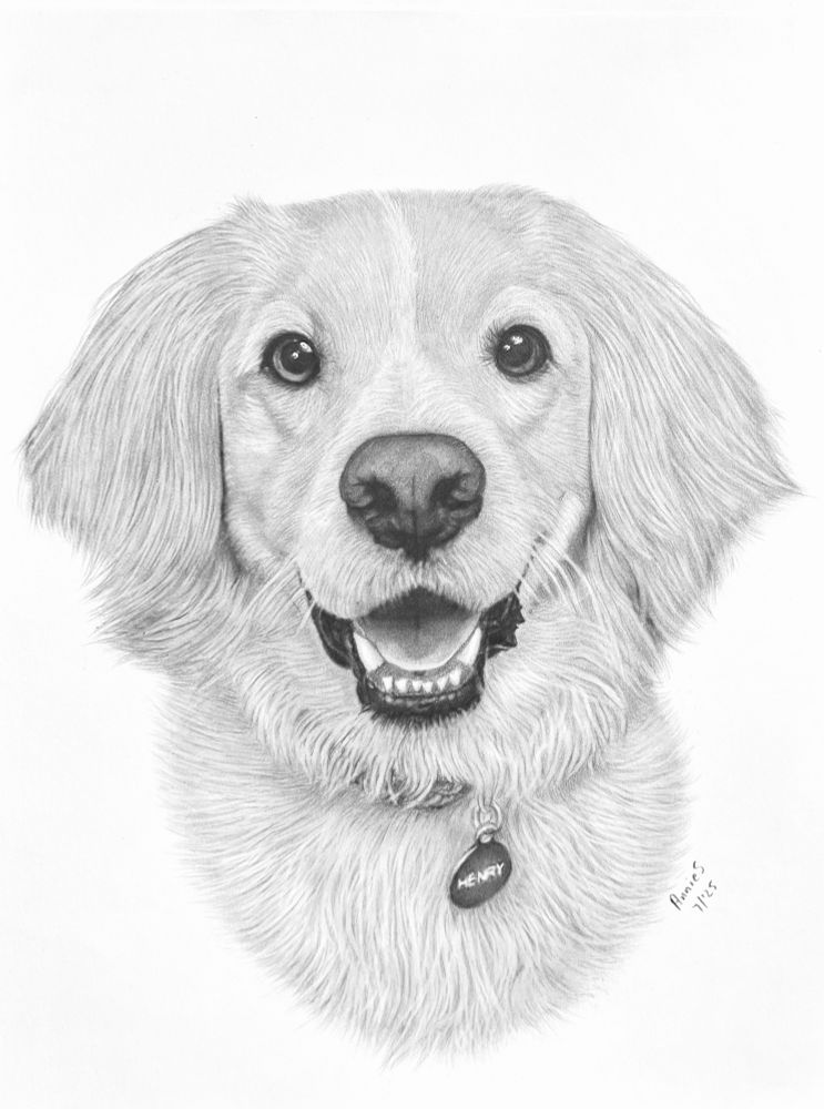 My detailed pencil sketch of Henry the happy dog.
