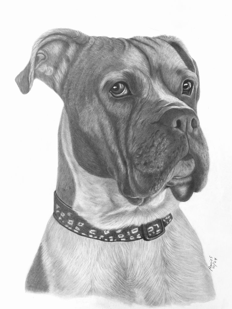 My detailed pencil sketch of a boxer dog with side eye and a determined look on his face