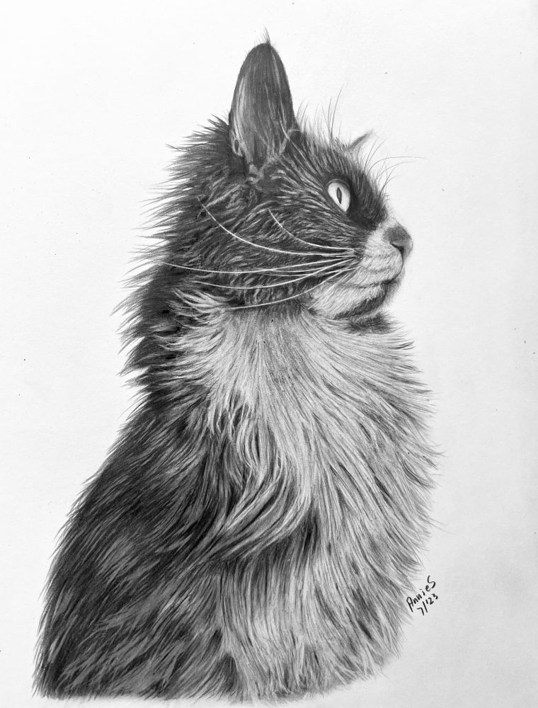 My detailed pencil drawing of a cat in profile