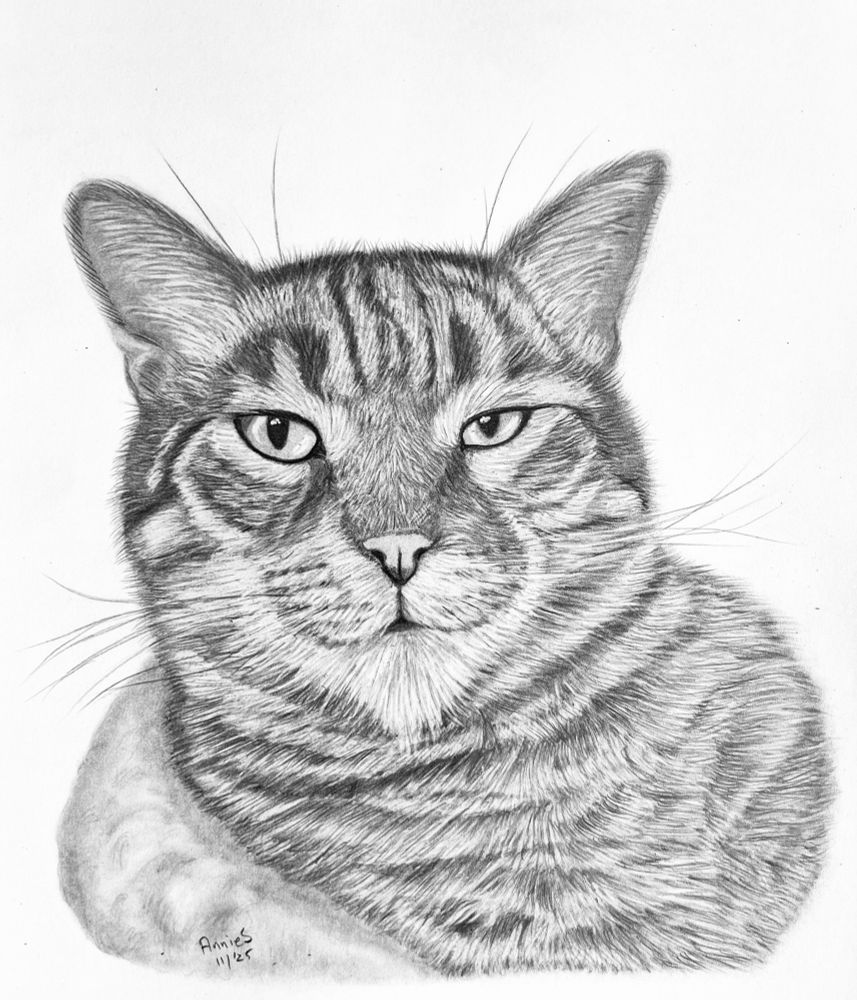 My detailed pencil sketch of a cat who is sure of her good looks!