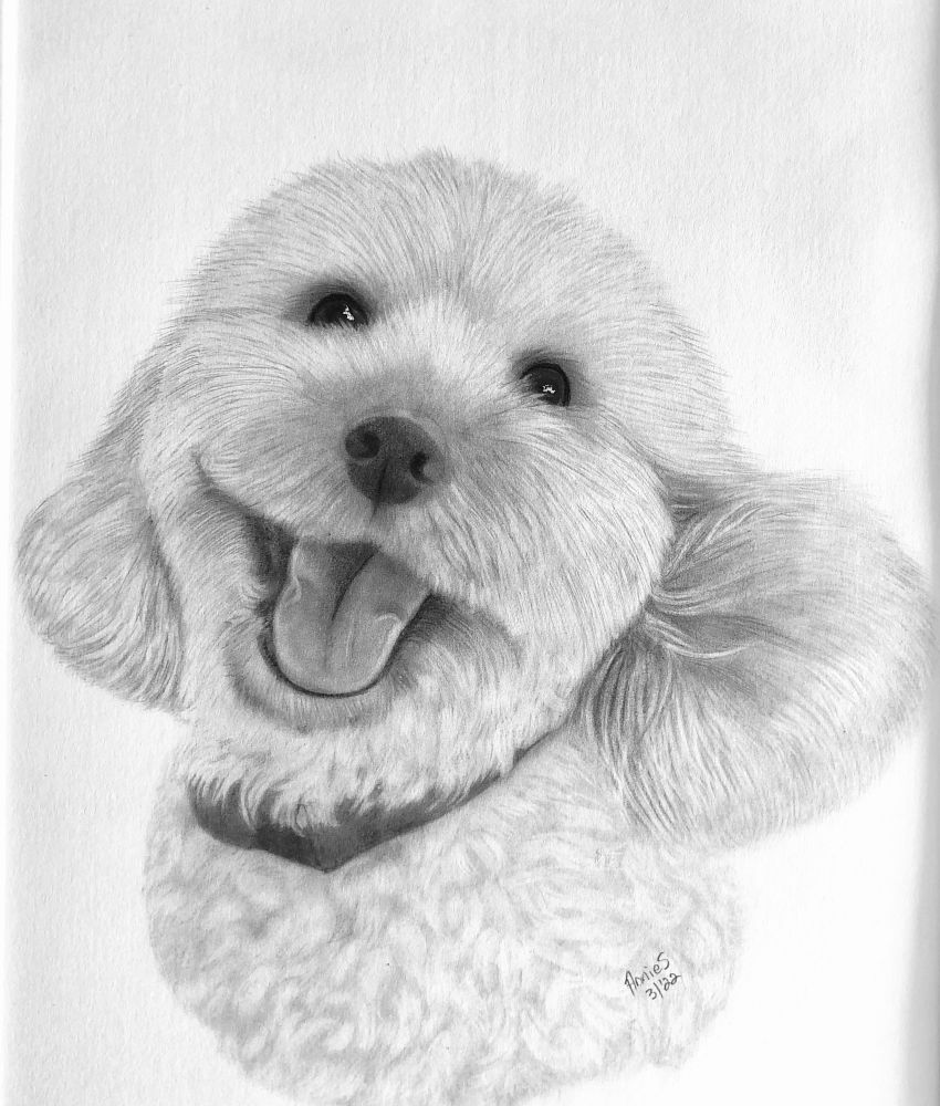 My detailed pencil sketch of a happy little white dog
