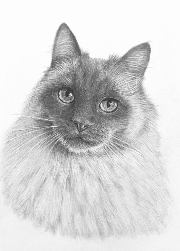 My pencil sketch of a Siamese cat