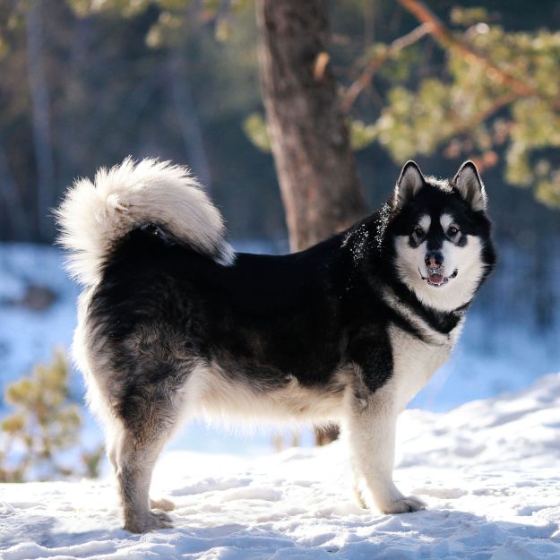 Alaskan Malamutes are large, strong dogs with a wolf-like appearance and powerful build. Originally bred to haul heavy loads, they are hardworking, loyal, and friendly. These dogs have a thick, double coat that requires regular grooming. Malamutes are social and enjoy being with people but can be independent and require consistent training.🐶