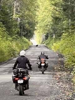 Somewhere along the Nisga'a highway and a baby black bear. 