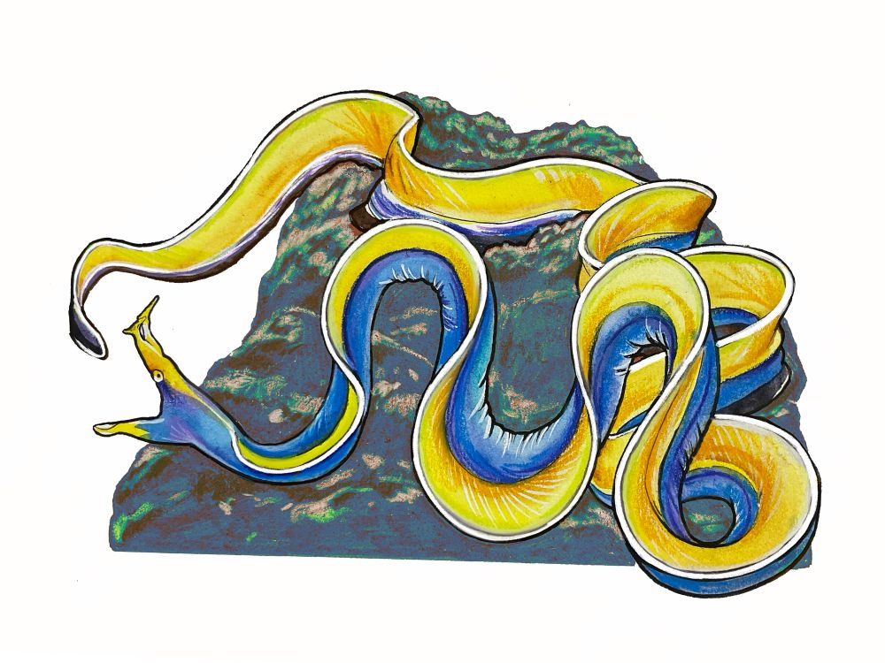 A drawing of a long snake like fish coiled into multiple loops over a rocky outcrop. It has a blue body with a lithe yellow dorsal fin along the top of its entire body.