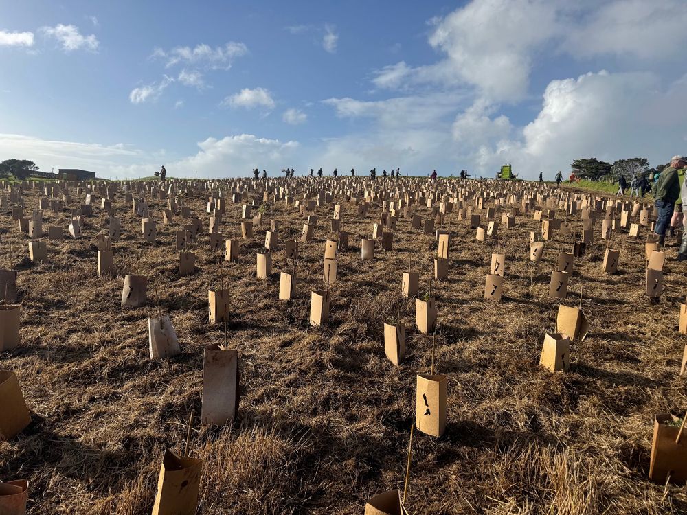 Small part of the slope that was planted out, seedlings protected by cardboard sleeves that protect seedlings from predators. 