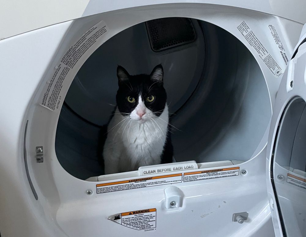 Black and white cat in a dryer just big chillin