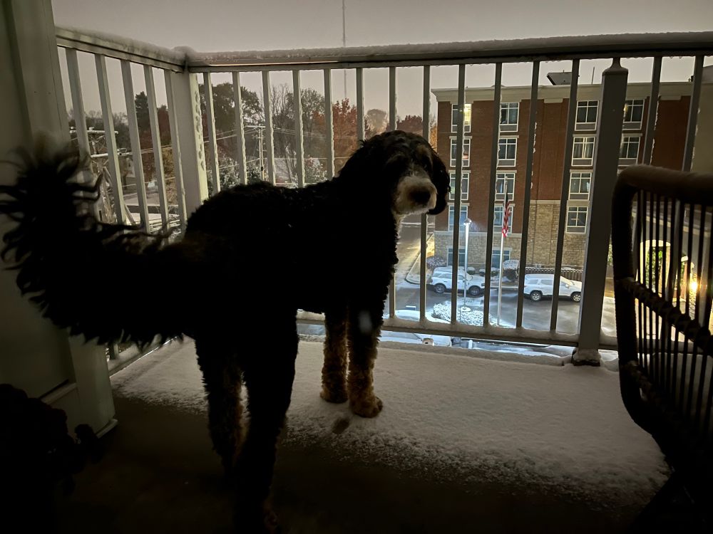 Black bernedoodle, with white snout, enjoying her first snow on a snow-covered balcony early this morning ❄️ 