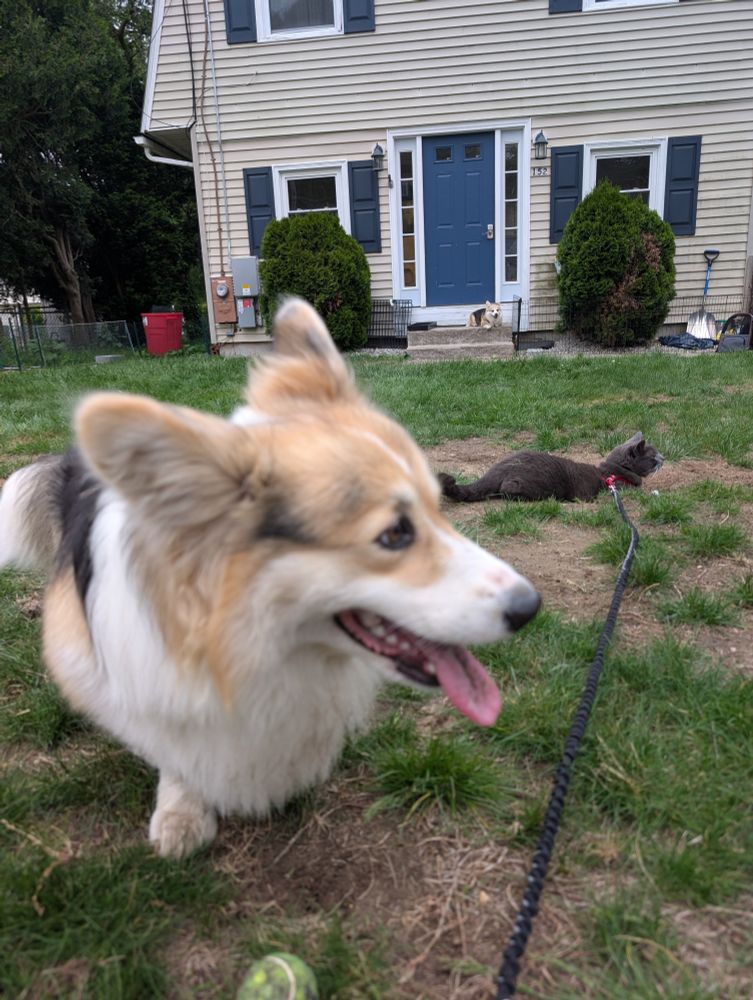 Grassy front yard of a house. Close to camera is a corgi with a tennis ball. Laying behind him is a grey cat on a leash. In the back another corgi is laying on concrete porch steps. 