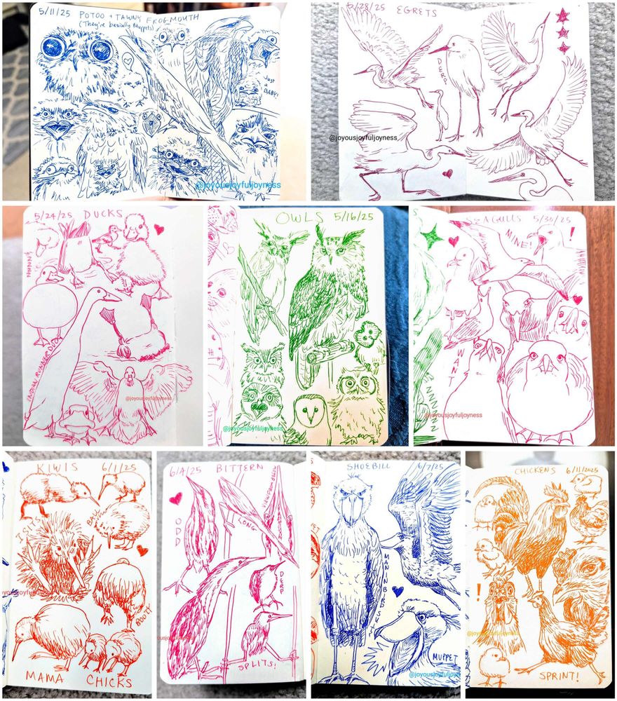 Compilation of sketchbook pages of bird drawings. At the top left is a duo of pages of drawings of Potoos and Tawny Frogmouths in blue pen. To the right is a double page of Egrets in pink pen. The middle row has drawings of ducks in pink pen, owls in green pen, and seagulls in pink pen. The bottom row has drawings of kiwi birds in orange pen, bitterns in pink pen, shoebill cranes in blue pen, and chickens in orange pen.