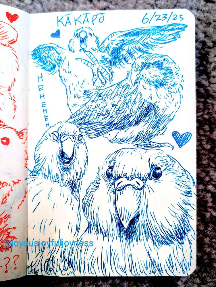 Sketchbook page of 4 Kakapo drawings in blue pen. The top of the page is the text Kakapo and 6/23/25. At the top is a jubilant Kakapo with its wings outstretched and foot up with a heart. To the bottom right is a Kakapo in profile with its head turned back and a heart. The bottom left is a closeup of a laughing Kakapo with its eyes closed. To the bottom right is a closeup of a Kakapo looking at the viewer.