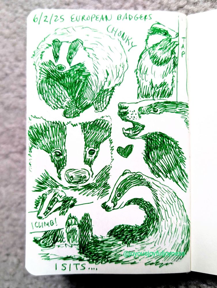 Sketchbook page of 6 European Badgers in green pen. The top of the page has the text 6/2/25 and European Badger. The top left drawing is of a round badger walking towards the viewer with the word Chonk written next to it. To the right is a badger standing up and tapping a tree with the text Tap. To the bottom left is a close up of a face. To the right is a badger in profile with its mouth open and a heart. To the bottom left is a climbing badger with the text I Climb! At the bottom right is a sitting badger in profile and the text I Sits...