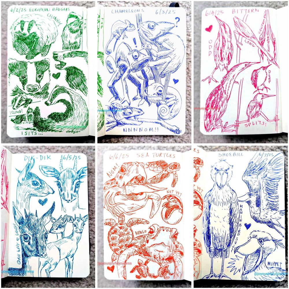 Compilation of 6 photos of sketchbook pages. Top row consists of sketches of European badgers, chameleons and bittern. Bottom row consists of drawings of dik-diks, sea turtles and shoebill cranes.
