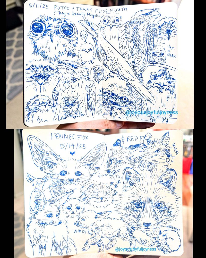 Two sets of 2 page spreads in a sketchbook with blue pen drawings of potoos and tawny frogmouths at the top, and fennec foxes and red foxes at the bottom.
