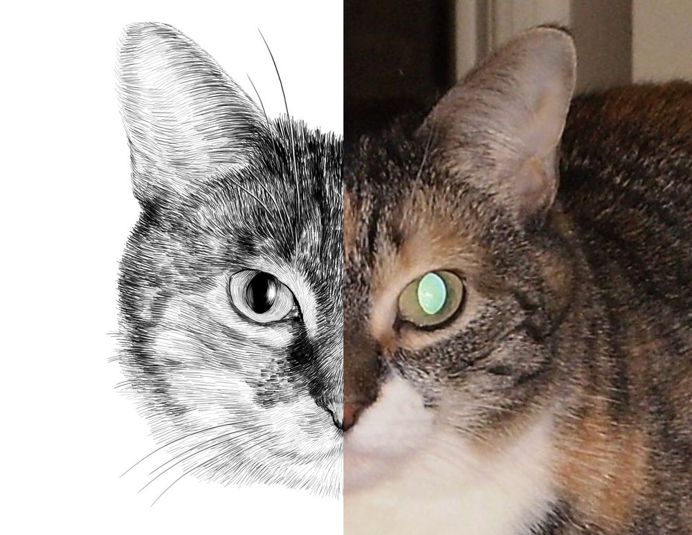 Black and white drawing of a cat named April, with the right half of the image being the reference.