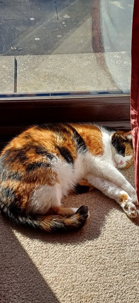 Sunbathing cat
