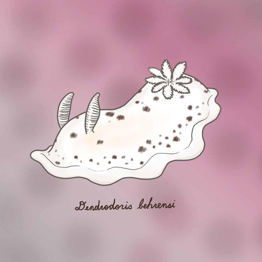A white nudibranch with brown speckles