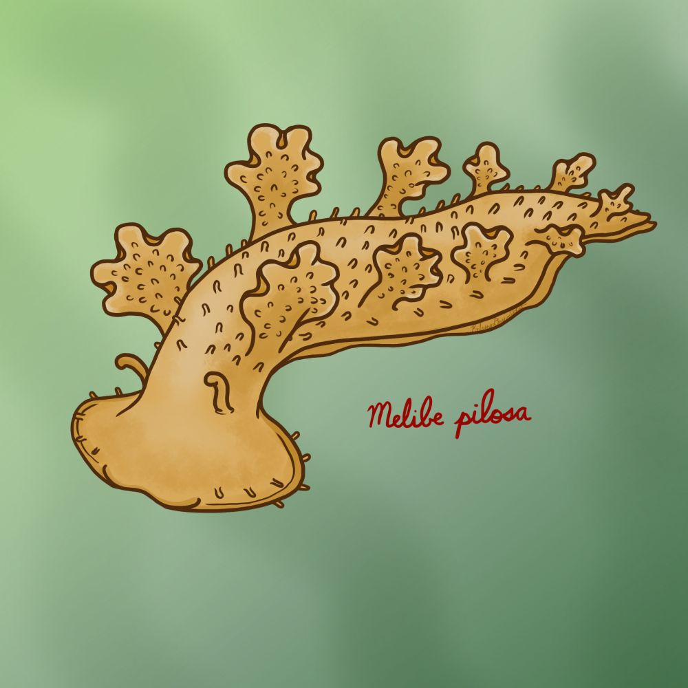 A brownish-yellow nudibranch with frilly appendages sticking out of its back and covered in bumps