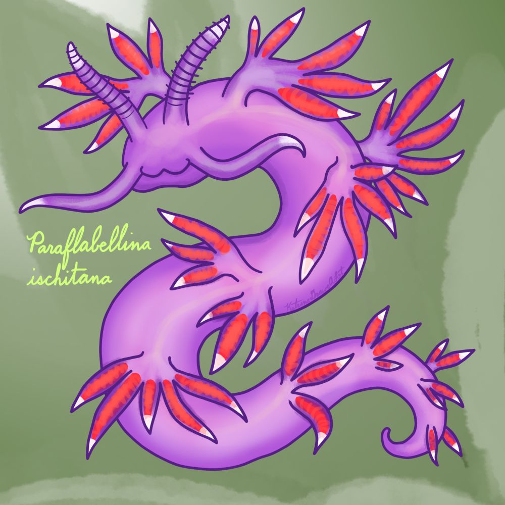 A purple nudibranch with feathery white-tipped red-orange branches sprouting from its back